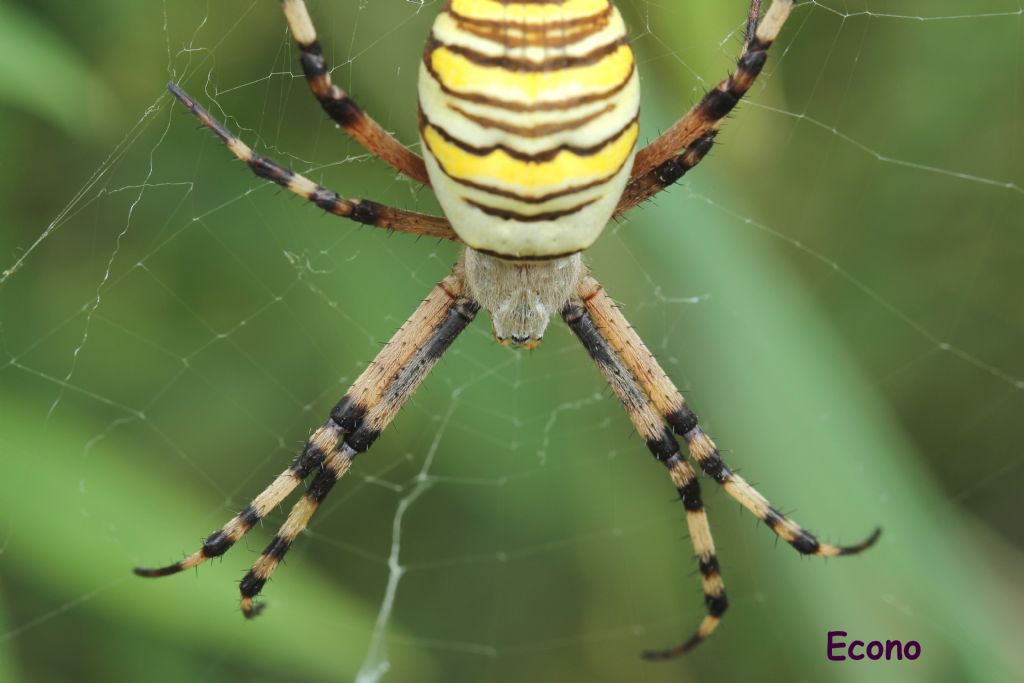 Argiope bruennichi - Savogna D''Isonzo (GO)